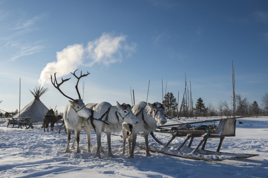 Ненцы Нарьян мар тундра