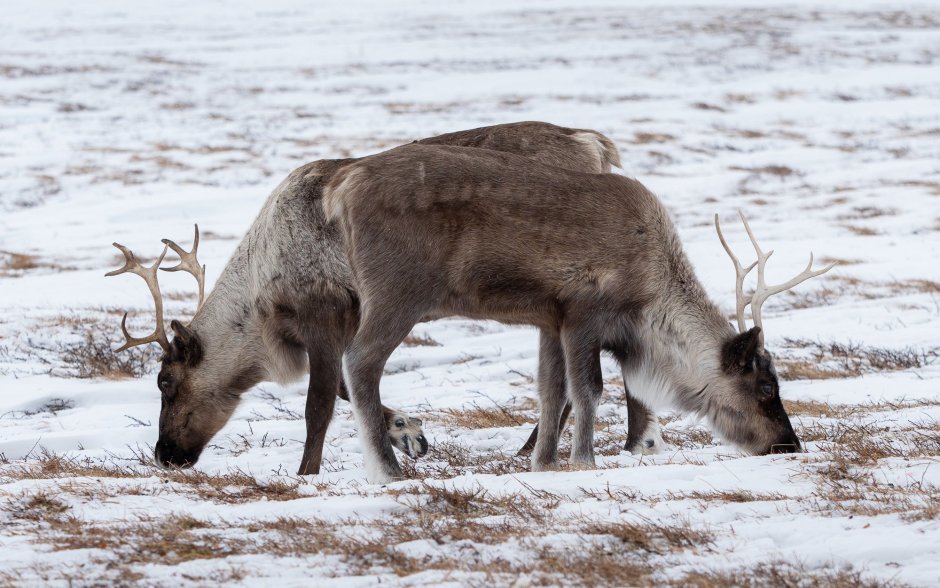 Самка Северного оленя 7