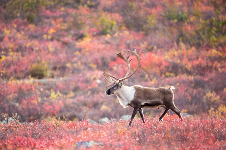Северный олень новоземельский п/вид