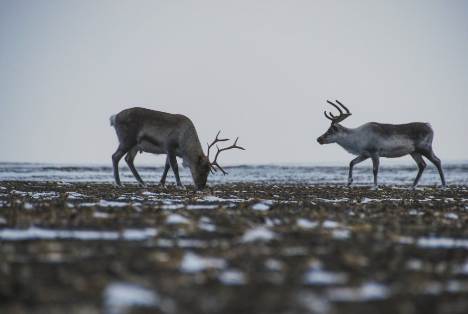 Северный олень в лесотундре