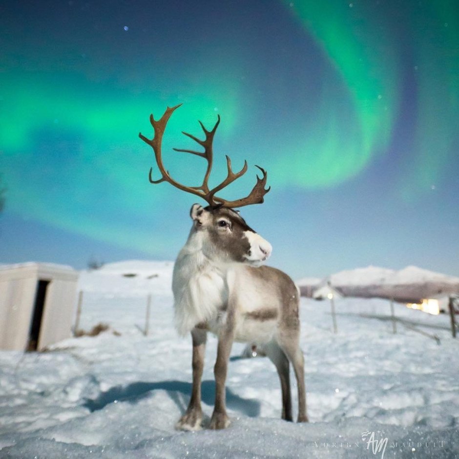 Олениха Северного оленя