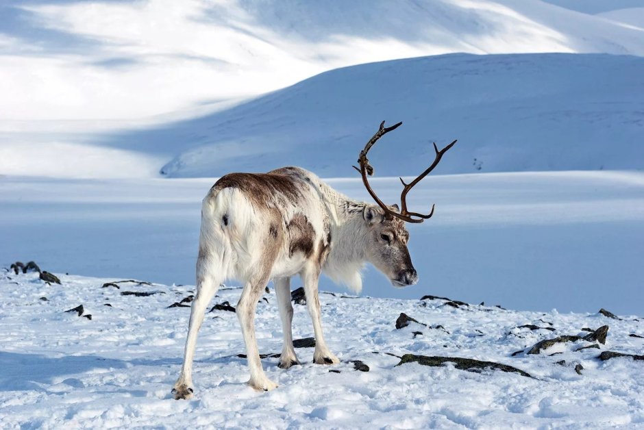 Новоземельский Северный олень