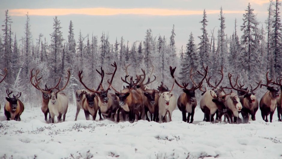 Шпицбергенский Северный олень