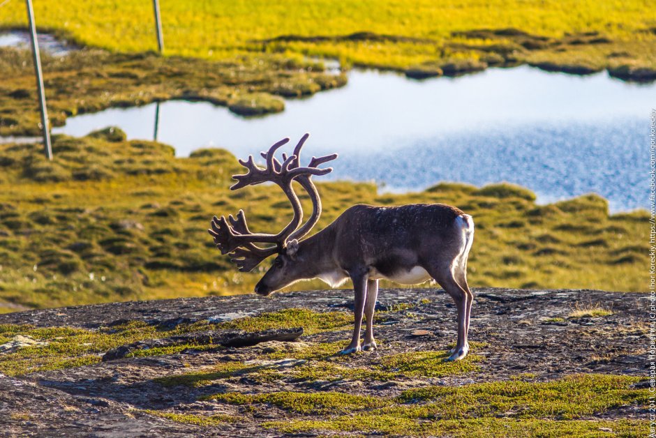 Новоземельский Северный олень