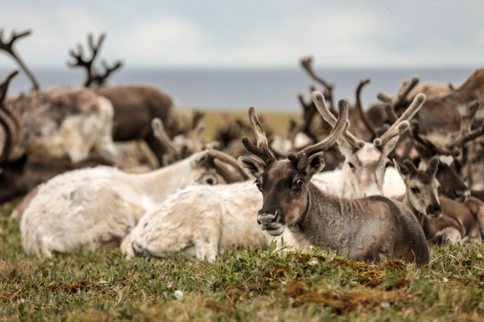 Северный олень Мурманской области