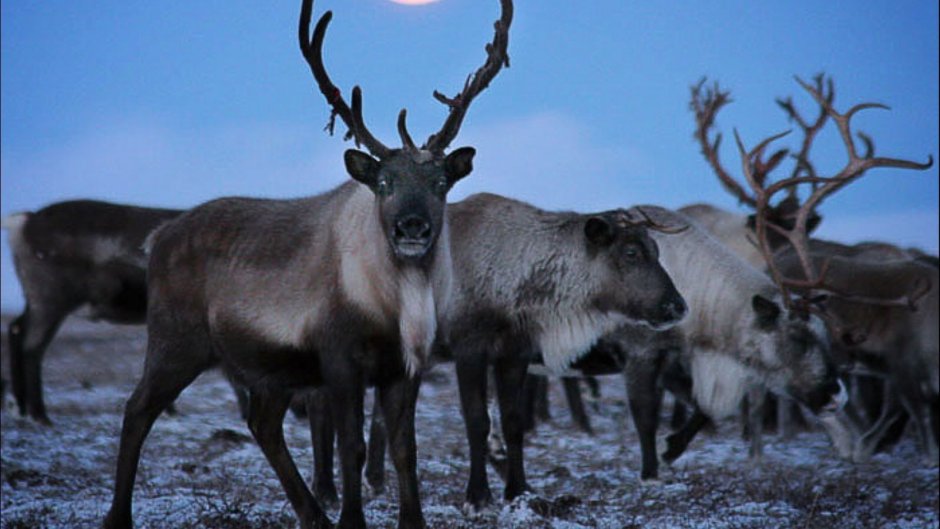 Северный олень Ямал