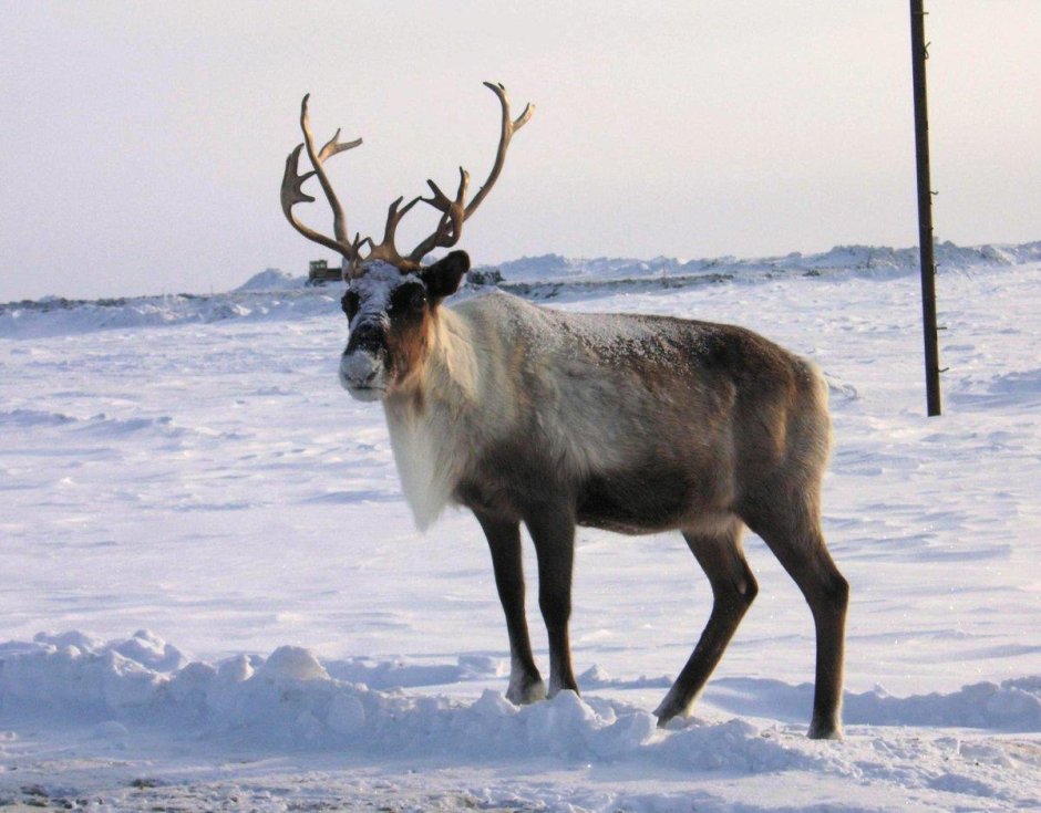 Дикий Тундровый Северный олень