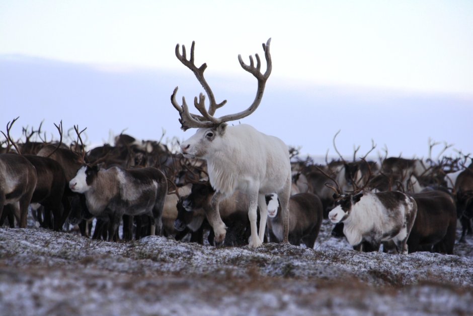 Стадо оленей