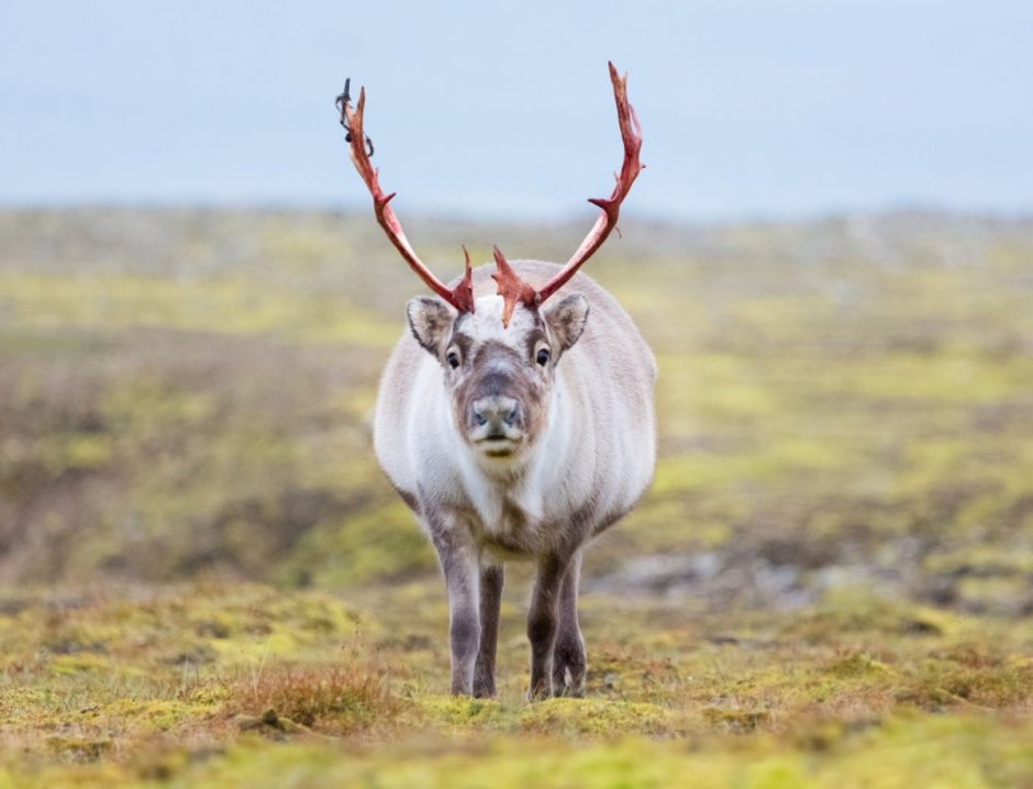 Северный олень Карибу