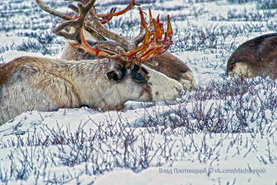 Оленеводство в тундре Северные олени