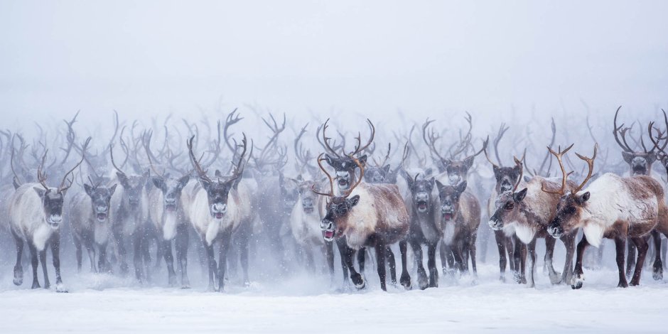 Северный олень ест ягель