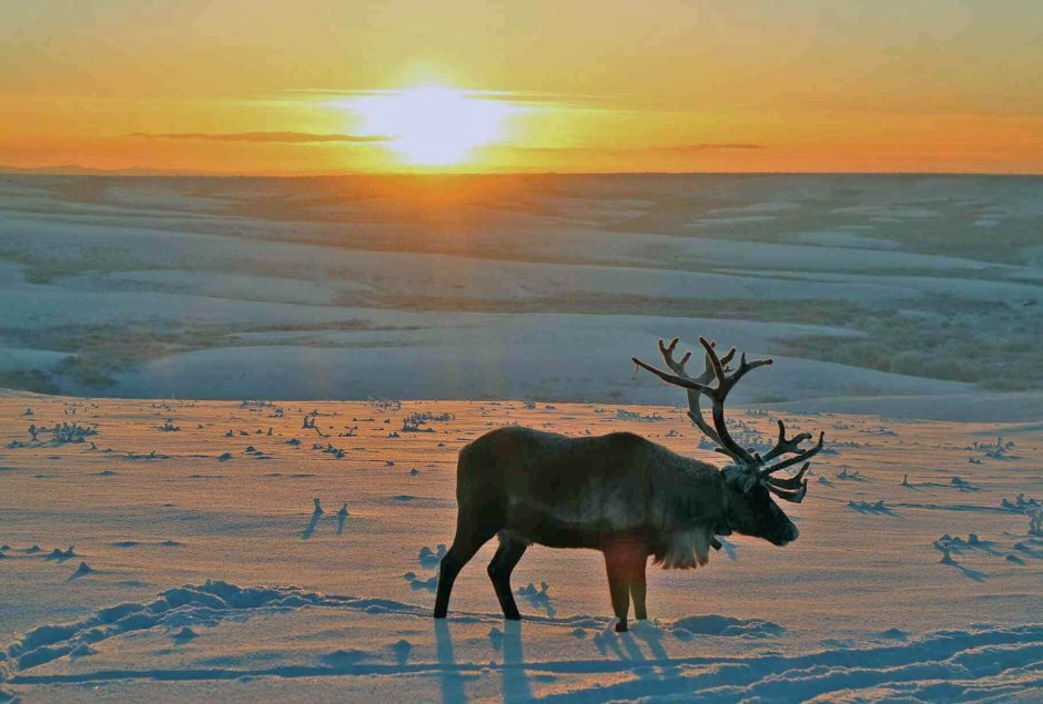 Олень Северный Лесной Сибирский – Rangifer tarandus angustifrons