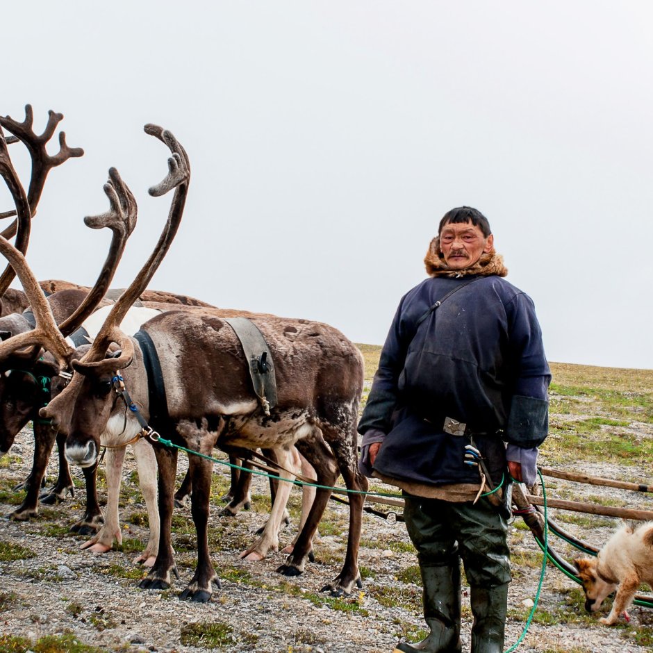 Олень Карибу Северной Америки