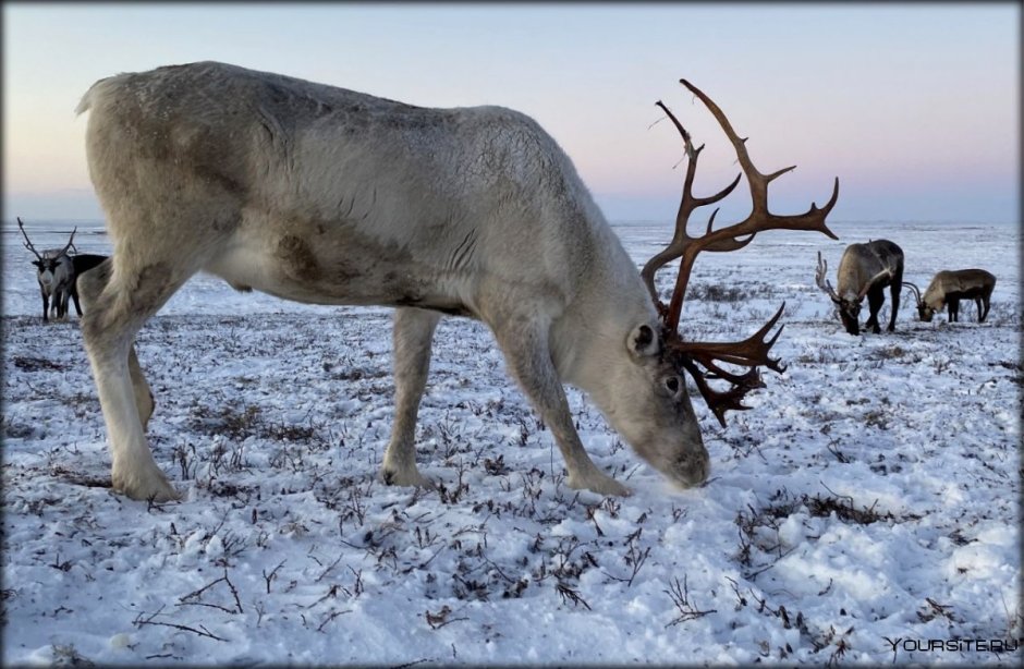 Воркута тундра оленеводы
