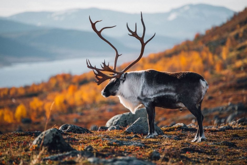Северный олень Таймыр