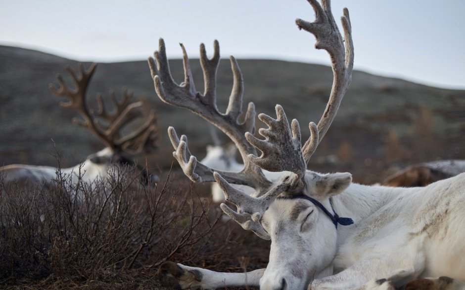 Стадо северных оленей в тундре