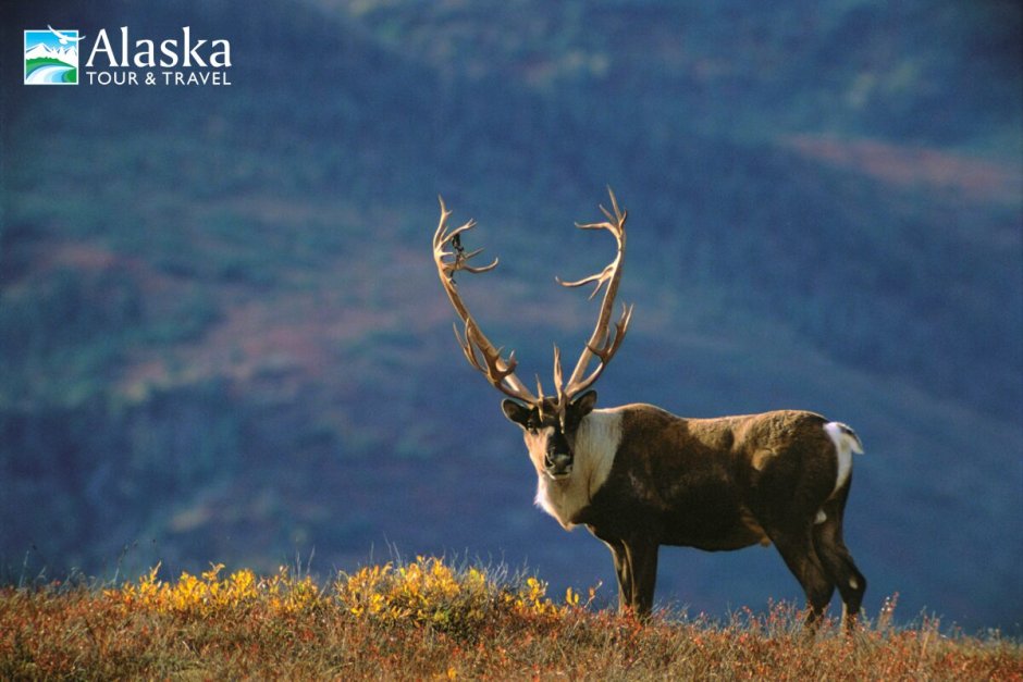 Ямал тундра зима Северное сияние