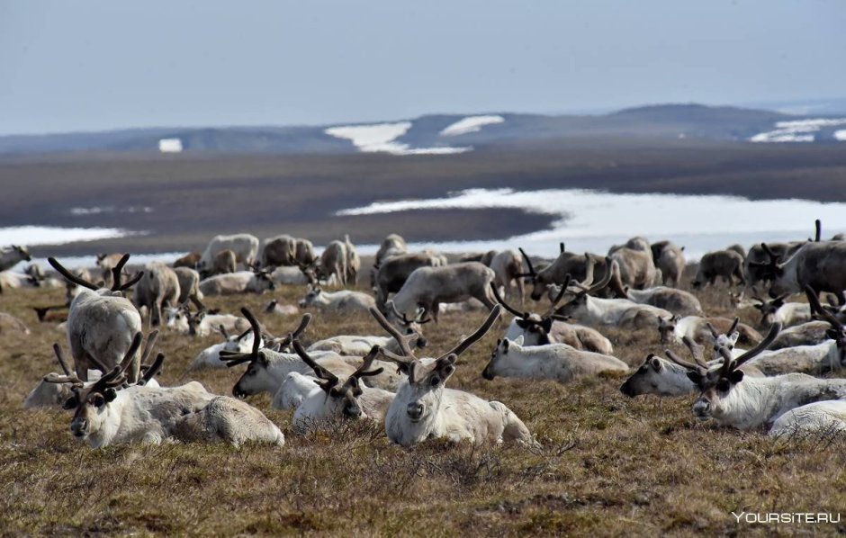 Оленеводство в Ненецком автономном округе