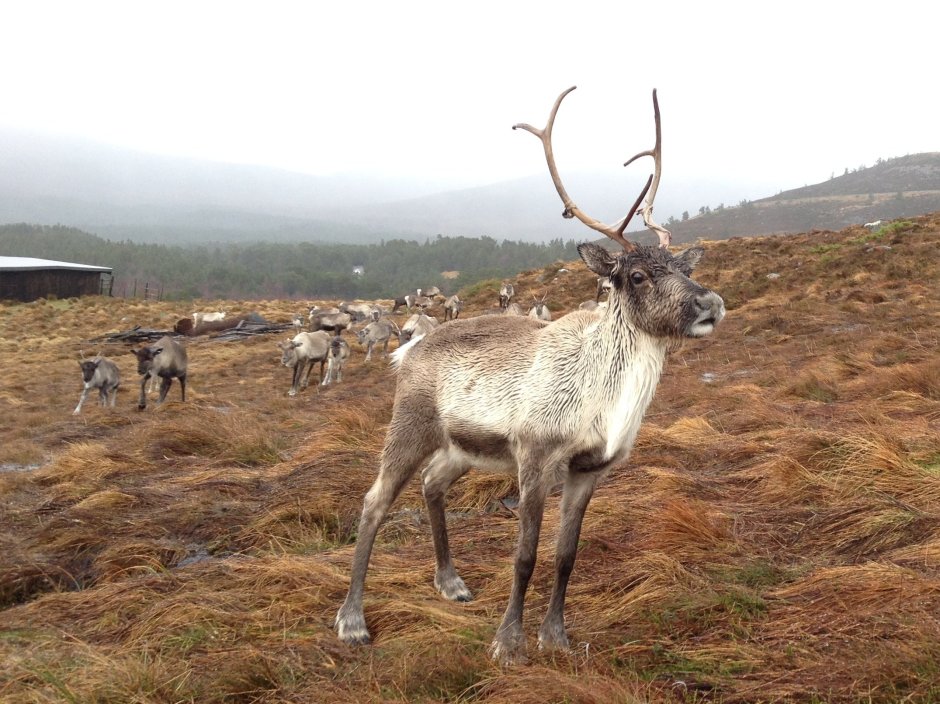 Северный олень тундра ненцы