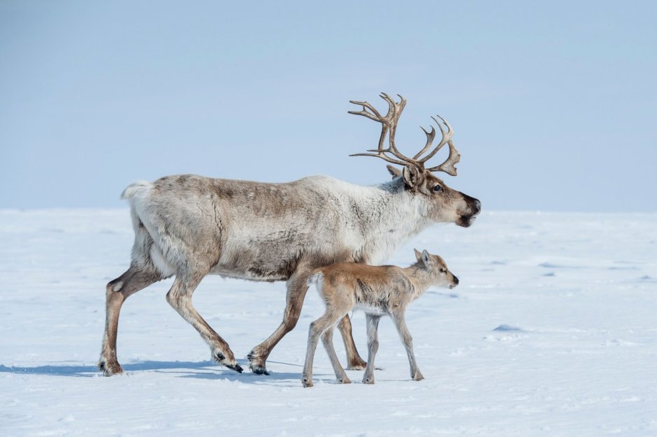 Олень Карибу Северной Америки