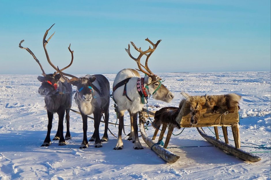 Ненцы в тундре