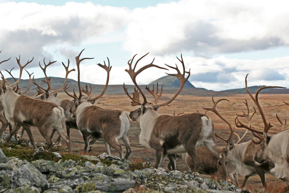 Оленеводство в тундре Северные олени