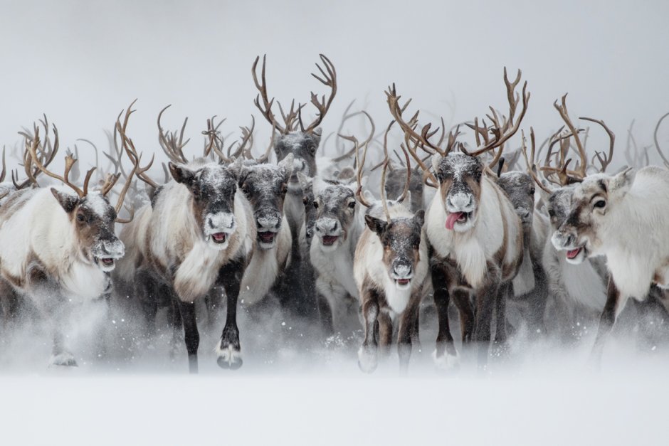 Северный олень Карибу