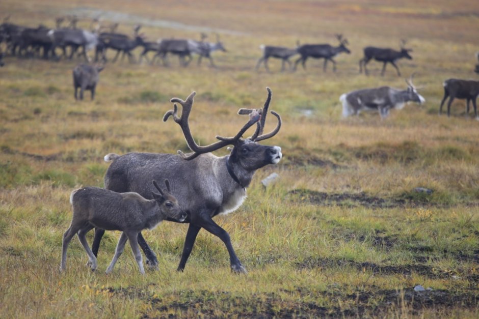 Северный олень Ямальский