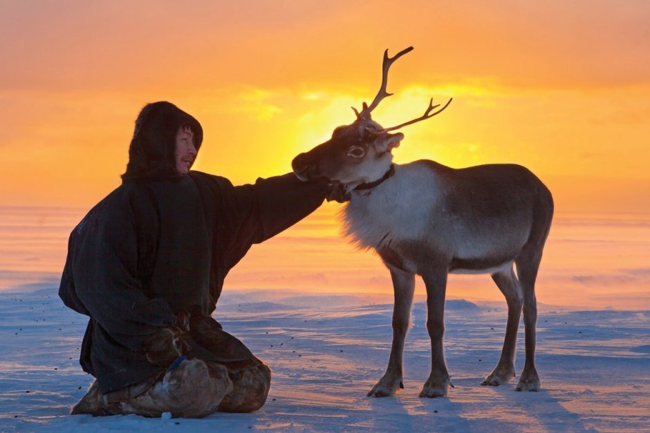 Северный олень Карибу