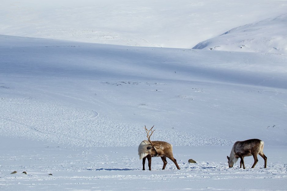 Северный олень Нарьян мар