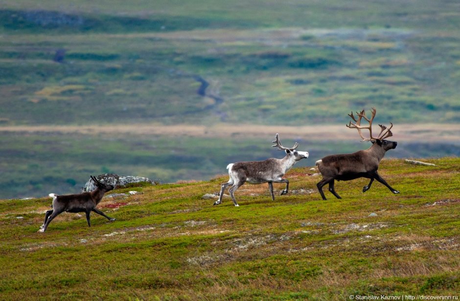 Олени в Рондане