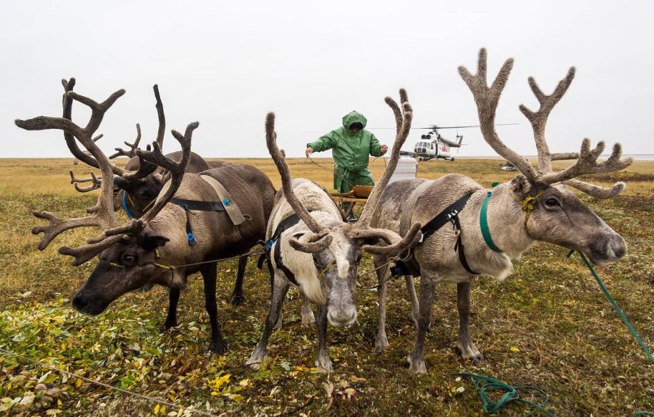 Северный олень тундра ненцы