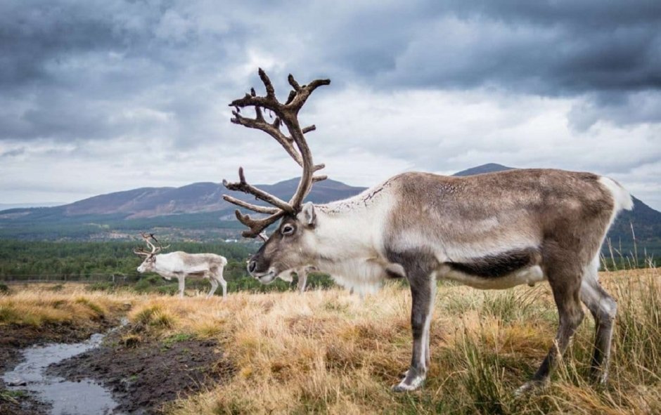 Сибирский тундряной Северный олень