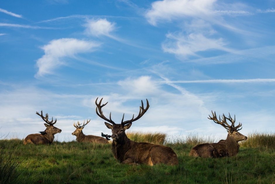 Тундра в Лапландском заповеднике