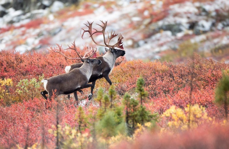 Олени в тундре зимой