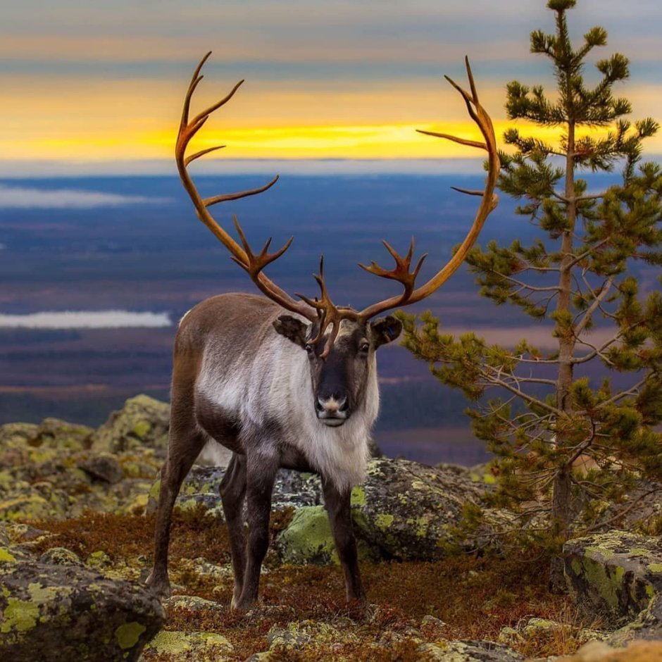 Олень в Баргузинском заповеднике
