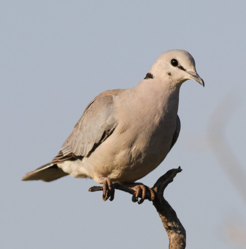 Streptopelia capicola
