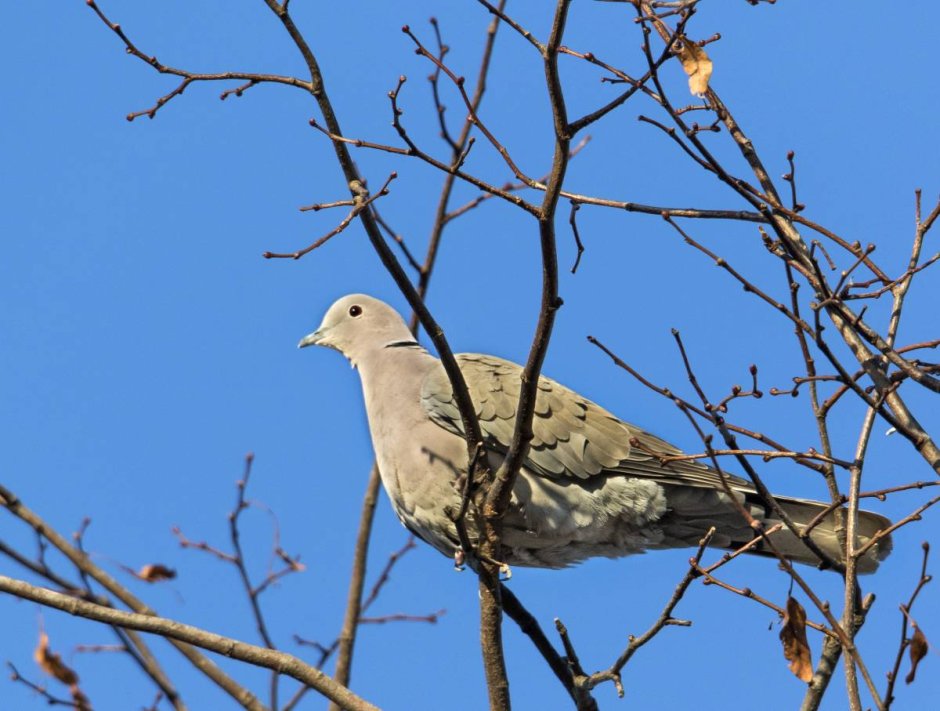 Кольчатая Горлица Streptopelia decaocto