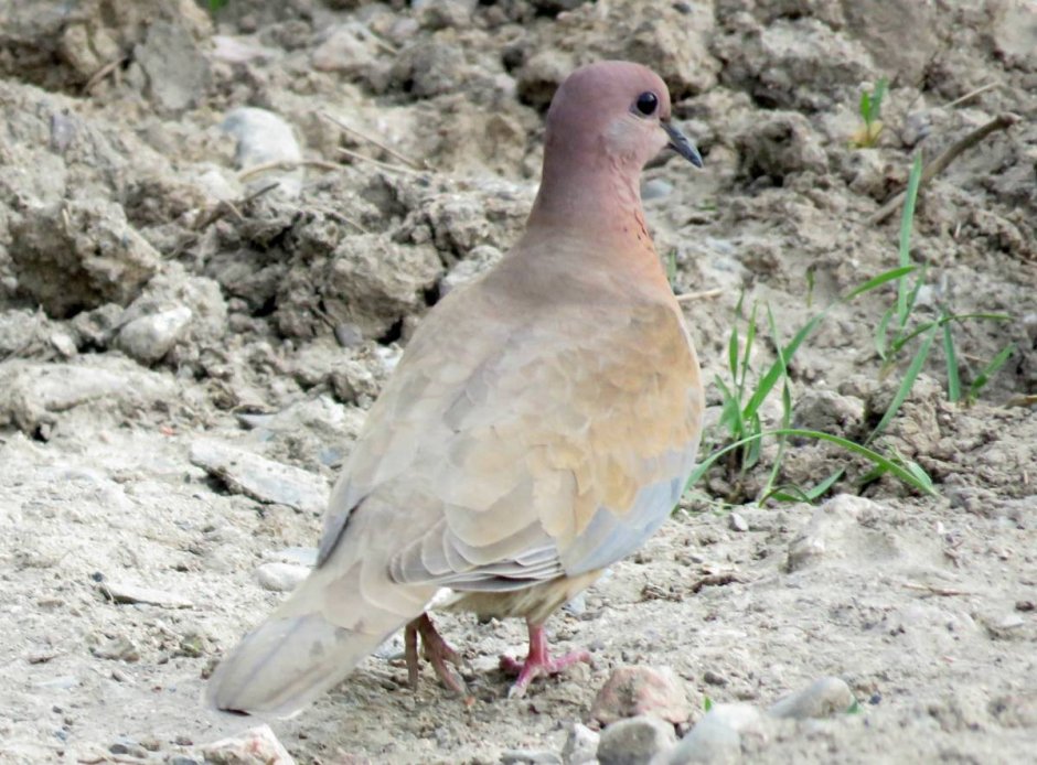 Streptopelia senegalensis Linnaeus