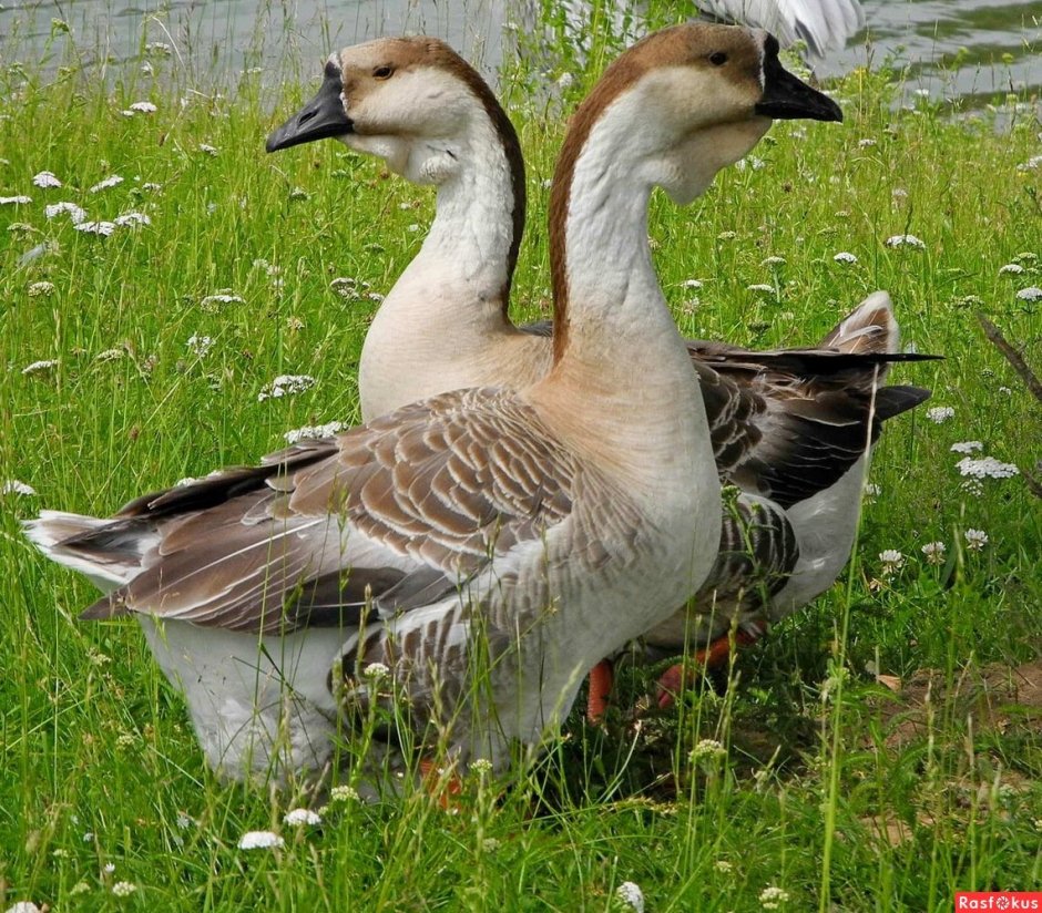 Greylag Goose Bird