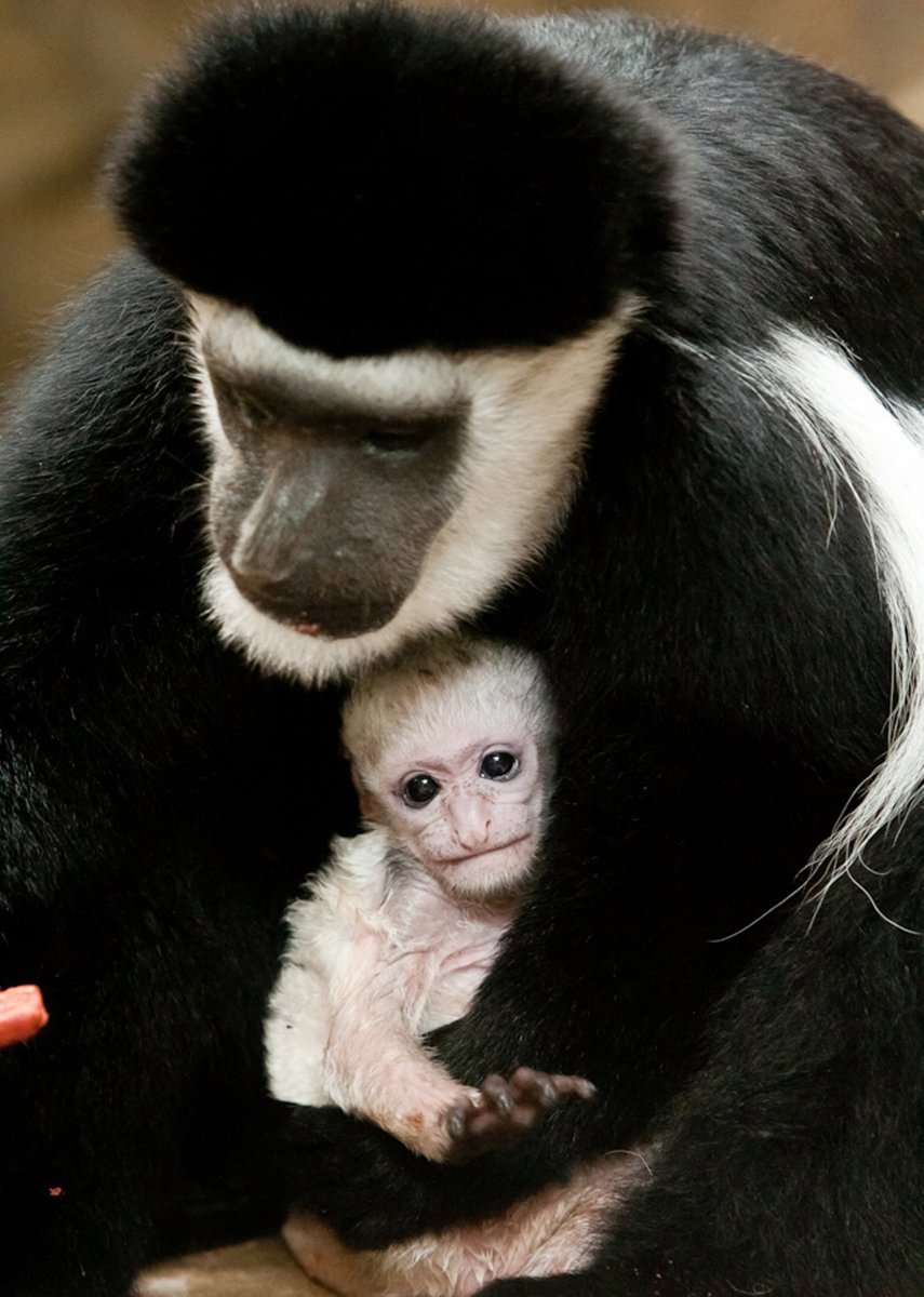 Обезьянка с белой мордочкой