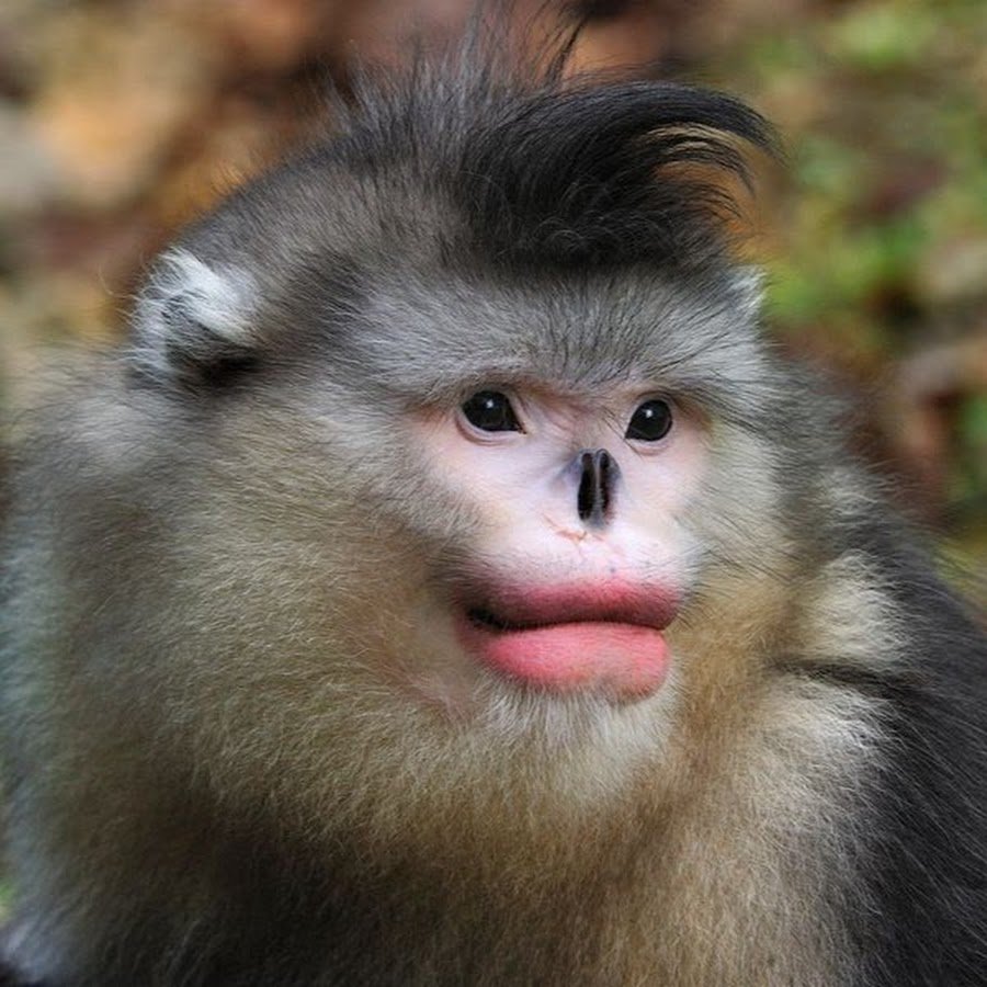 Тонкинский ринопитек