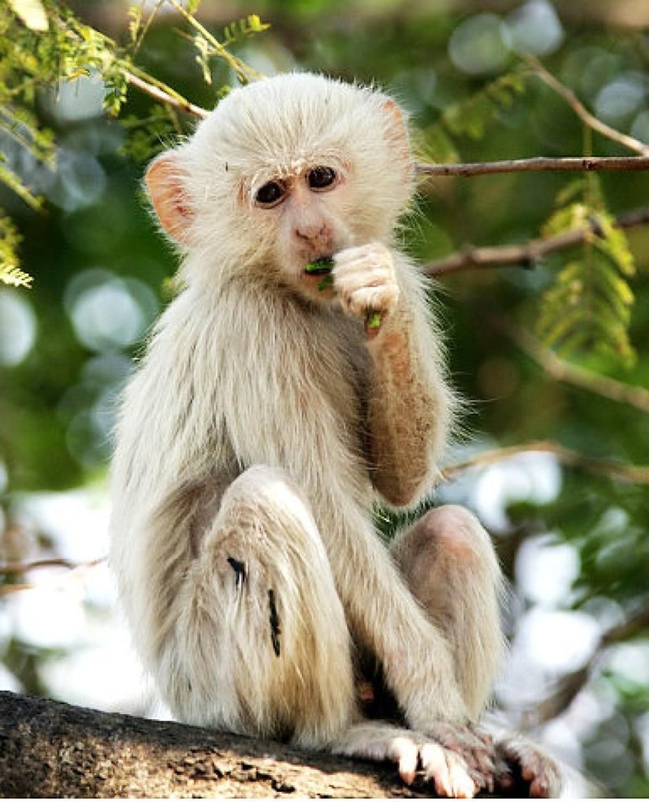 Гиббон альбинос