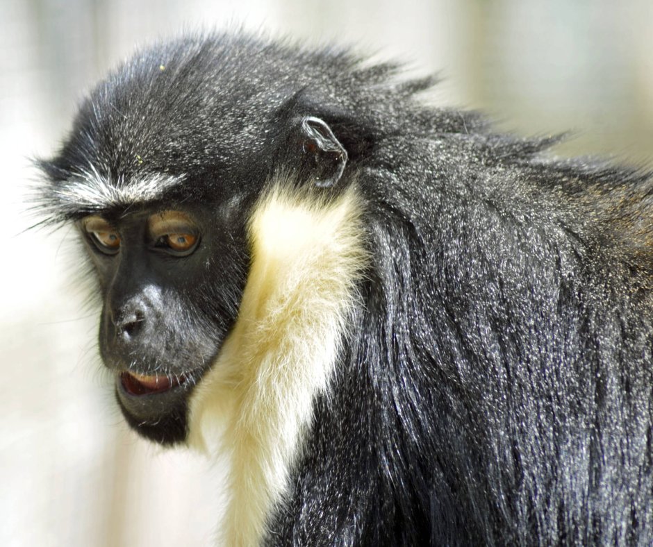 Обезьяна породы Диана