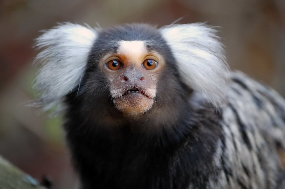 Бразилия белоухая игрунка