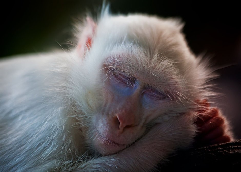 Белая обезьяна