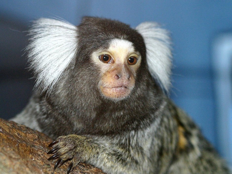 Обыкновенная белоухая игрунка