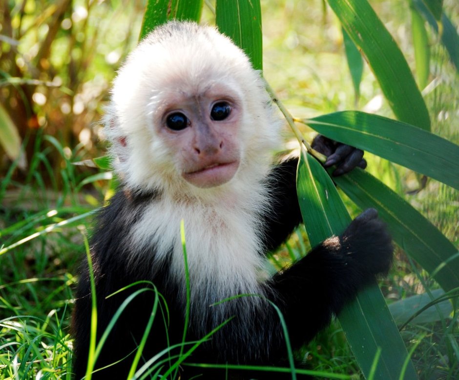 Обезьяна белогрудый капуцин
