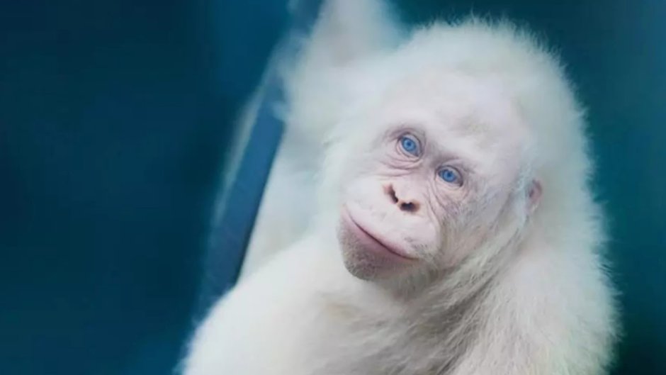 Альба орангутанг