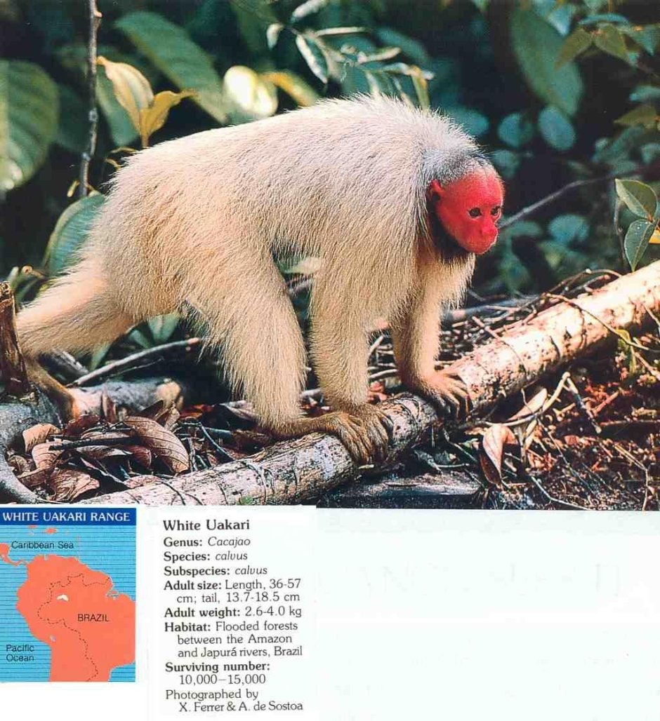 Чёрноголовый уакари Гумбольдта
